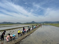 순천시-인안초, 흑두루미를 위한 손 모내기 체험행사 가져
