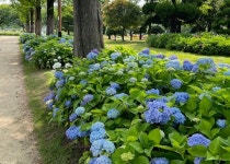 순천만국가정원, 여름꽃들이 뜨거운 여름 시원하게!