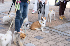 광주광역시, 덕흥동 영산강변에 문화교육센터‧훈련장 갖춘 반려동물공원 조성한다