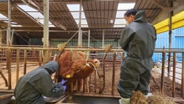 전라남도동물위생시험소, 소 럼피스킨 상시 예찰 강화에 나선다