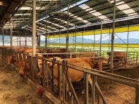 보성군, 가축 폭염 피해 제로화 총력전 모범 대응체계 구축 앞장