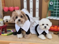 순천시, 반려견과 함께하는 가을여행지로 주목