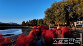 부산 화명생태공원, 가을 끝자락 빛난다