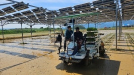 영암군, 영농형 태양광 실증재배 첫 결과 발표…전기 매출 연 897만원 선