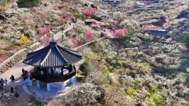 제25회 광양매화축제, 화려한 개막으로 열흘간 일정 돌입