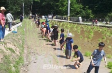 [포토 뉴스] 서울 도봉초, 도봉산 무지개논에서 생태 모내기 체험