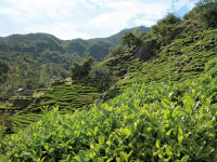 하동 야생차 기행