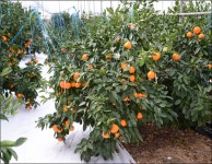 국산 감귤 하례조생 무가온 하우스 재배 기술 주목