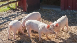 [아유경제_사회] 야생 멧돼지 ASF 확산에 농장유입 방역 총력