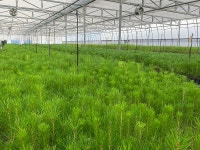 [아유경제_행정] 산림청, 양묘시설 현대화사업 10개소 선정