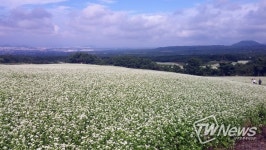 전국 생산량 1위, 제주 메밀 특산화 본격 추진 