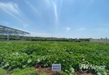 제주도 농업기술원, 미니단호박 고품질 다수확 공략법 제시