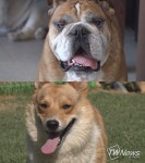 동물농장, 평화로운 불도그 하우스의폭군 웰시코기 ‘레오’와 뚱보 라쿤 동심이의 다이어트 도전기