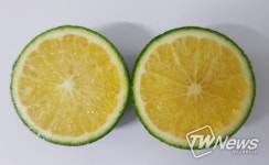 제주특별자치도 농업기술원, 올해산 풋귤 경쟁력 위해 잔류농약 검사 필수