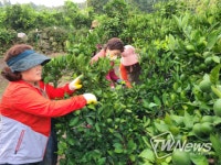 제주특별자치도, 수눌음봉사단 고품질 감귤생산 팔걷었다