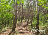 소나무 숲에서 피톤치드 느껴봐요