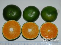 제주특별자치도 농업기술원, 9∼10월 노지감귤 산 함량 감소 가장 중요