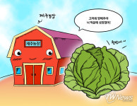 [제주만평] 제주농장 유기농 양배추