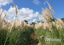 울진군, 가을 색 입고 손님 맞이 하는‘왕피천 공원’
