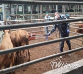 구제역 청정 의령군, 하반기 일제접종 실시