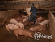 예산군, 환절기 가축 건강 관리요령 홍보