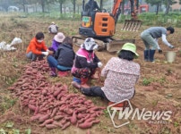 포천시 소흘읍 주민자치위원회, 이웃사랑 나눔을 위한 고구마 수확