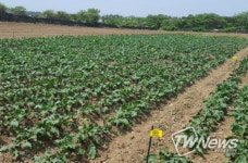 제주도, 지역특화작목 비트산업 육성 연찬회 개최