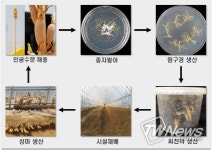 산림과학원, 유성번식 씨천마 시설재배법 개발