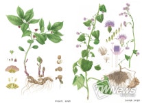 산림청, 그림으로 만나는 우리 주변 특별한 식물