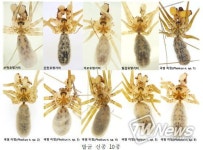 유령처럼 몸을 흔드는 신종 거미류 다수 발견