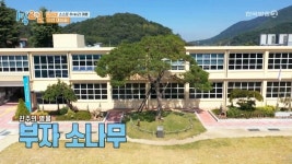 1박 2일 시즌4, 진주부자소나무 위치는 어디?