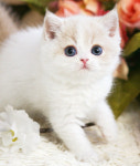 고양이 분양샵 ‘가필드고양이’ 분양 관련 다양한 이벤트 진행