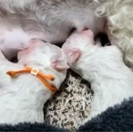 프리미엄 애견샵 ‘마리켄넬’…강화도 본점 견사 이어 ‘자체브리딩·수입혈통’ 강아지 분양 실시
