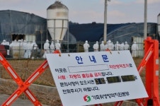 고병원성 AI 확산 차단, 13일 자정까지 전국 일시이동중지