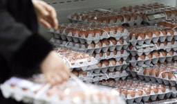 계속 오른다…계란 한 판 8000원 육박