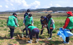 경주시, 북경주행정복지센터 식목일 앞두고 안강새마을부녀회와 함께 왕벚나무 식재
