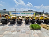 부산영양교육체험관, 학생 손 모내기 체험프로그램 운영
