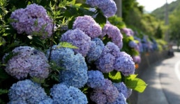 퇴근길 이후 약비 올 듯…화요일날씨, 더워지는 여름 수국도 일렬·광주 대구 33도·대기질 나쁨(내일날씨)