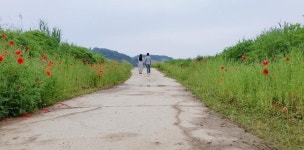 연천군, 중면 삼곶리에 돌무지 십리꽃길 조성
