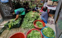 하동군, 사랑의 열무김치 나눔 행사