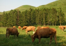 농협, 저능력 경산우 비육지원사업 추진