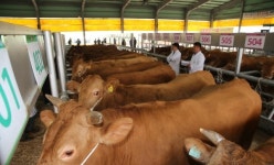 한우 한마리 7000만원 낙찰…전국대회 대통령상 수상