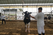 연천군 축산 농가 경기도 한우·젖소 경진대회 2개 부문 수상