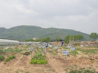 대구 북구청, 도심속 농부, 공영도시농업농장(텃밭) 분양
