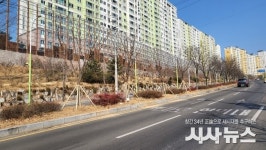 경산시, 가로수 식재로 쾌적한 가로환경 조성