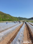 영양군 일월면사무소, 고추재배 농가 일손 돕기 구슬땀