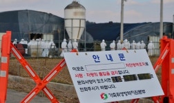 영암 닭농장서 고병원성 AI 확진…산란계 농장 비상