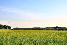 여주시, 이포보 당남리섬 유채꽃밭 개화 