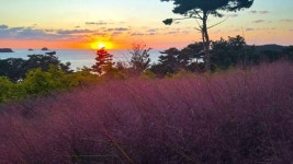 안면도펜션 지중해아침, 핑크뮬리축제 즐기는법 소개