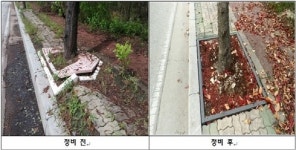 인천 중구, 용유지역 가로수 생육환경 개선에 힘써